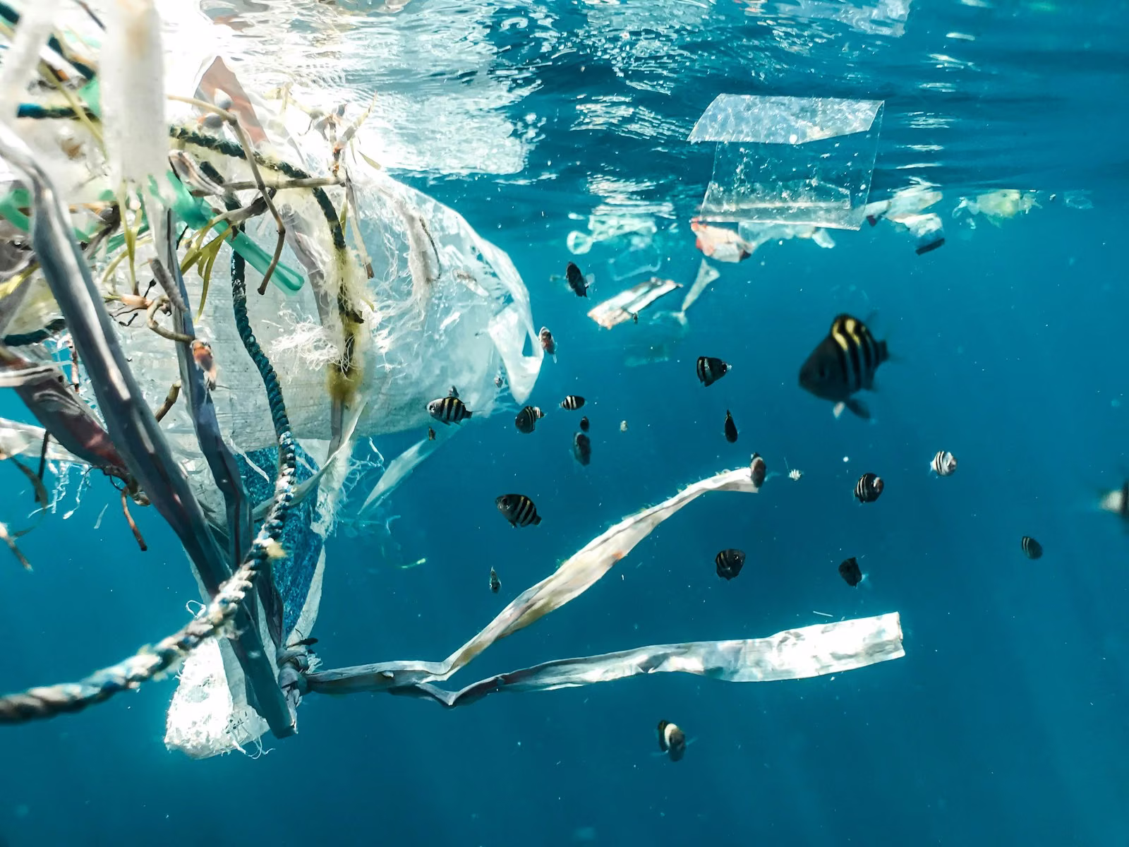 Plastic debris floating underwater.